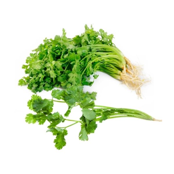 Fresh cilantro coriander in bulk 24 count case for food service