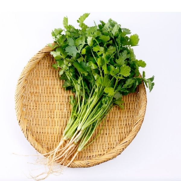 Bulk cilantro coriander bunches for restaurants and commercial kitchens