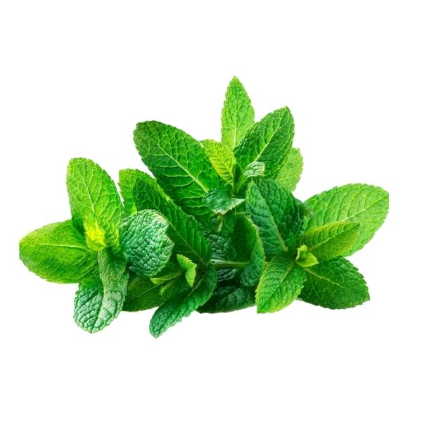 Fresh mint in bulk 24 count case for food service