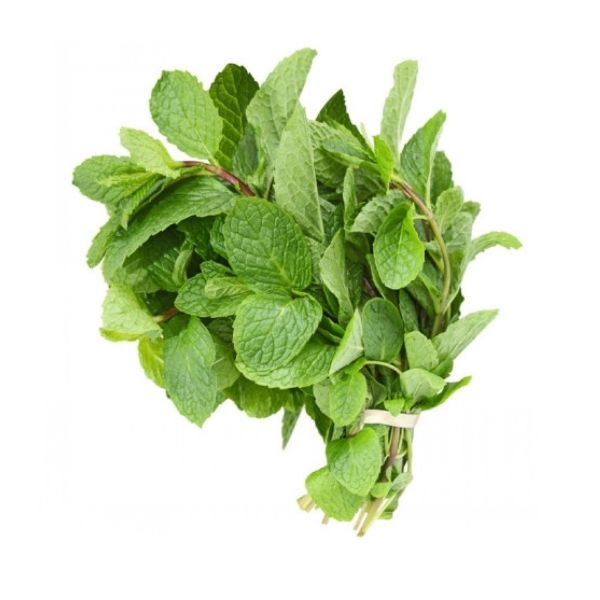 Bulk fresh mint bunches for restaurants and commercial kitchens
